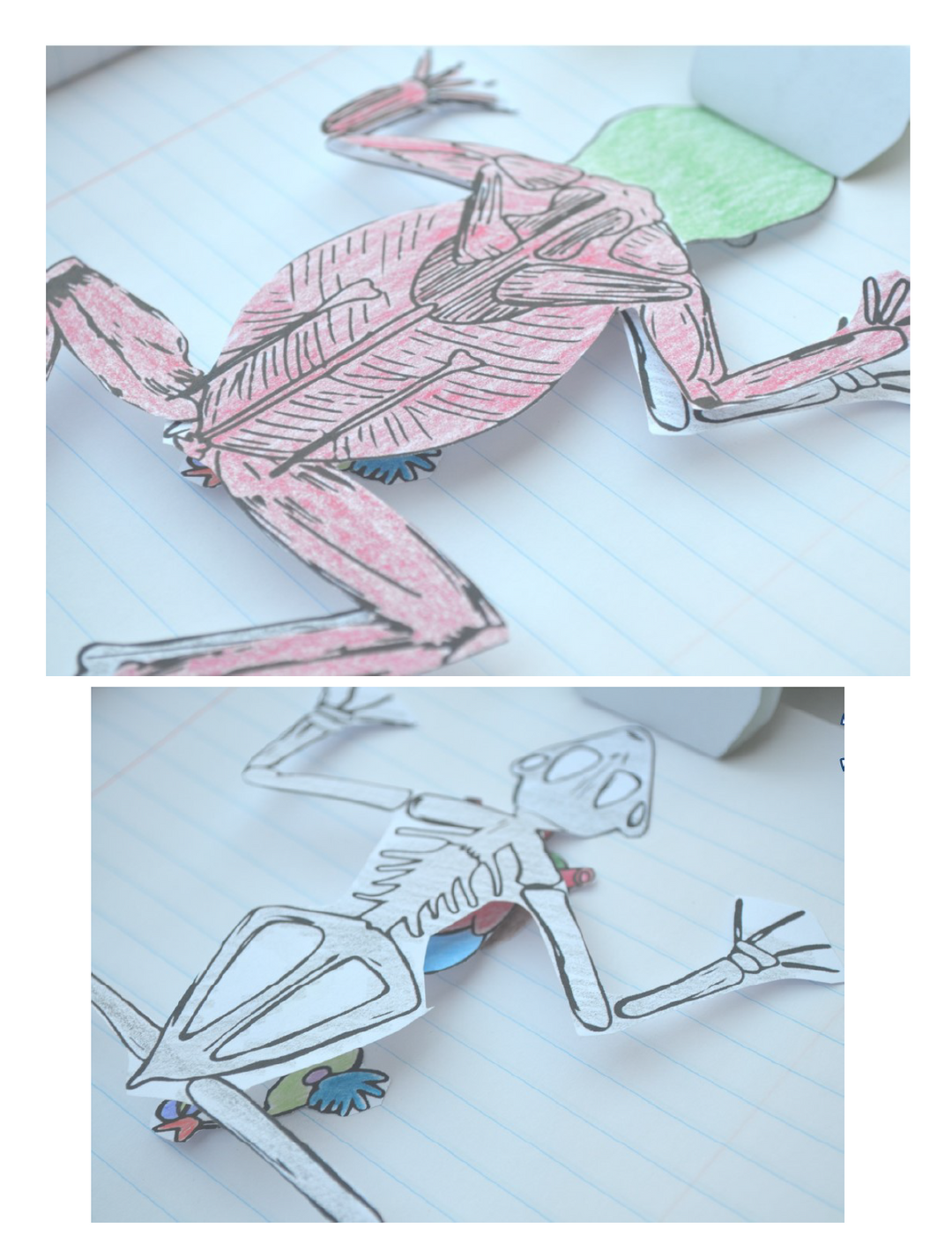 Paper Frog Dissection