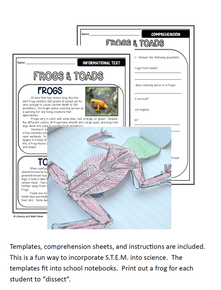 Paper Frog Dissection