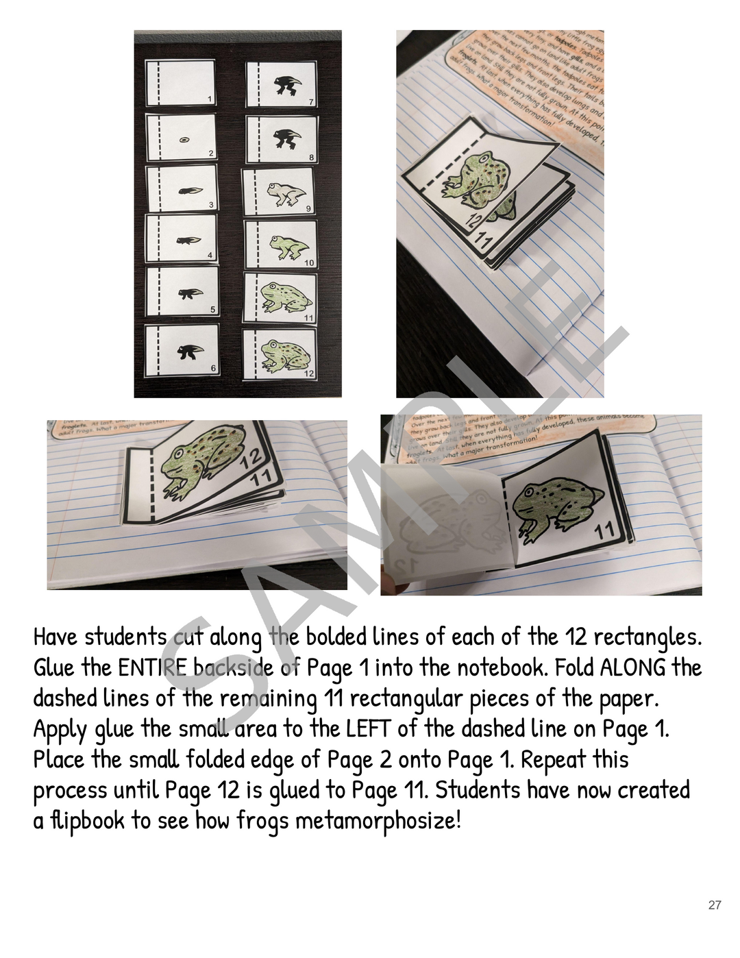 Metamorphosis Interactive Notebook: Butterfly & Frog Life Cycles