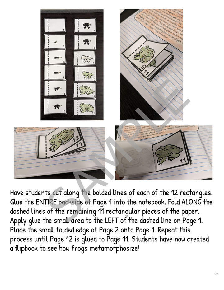 Metamorphosis Interactive Notebook: Butterfly & Frog Life Cycles