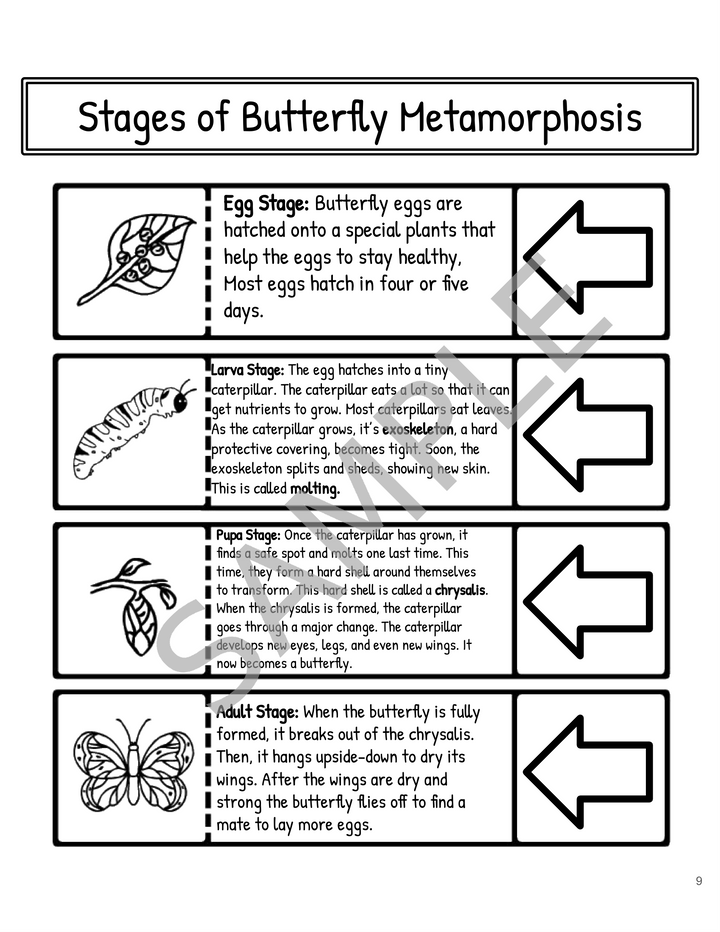 Metamorphosis Interactive Notebook: Butterfly & Frog Life Cycles