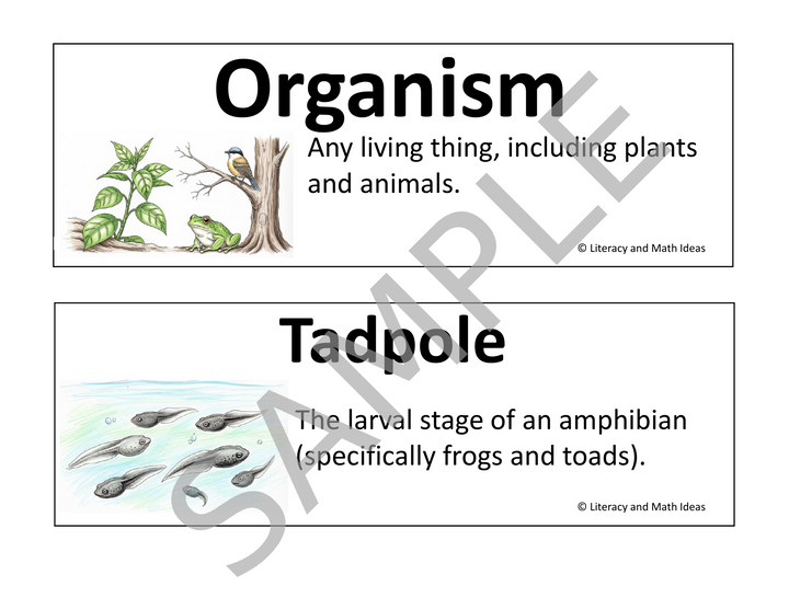 Animal Life Cycle & Adaptations Vocabulary Cards for Grades 3-5