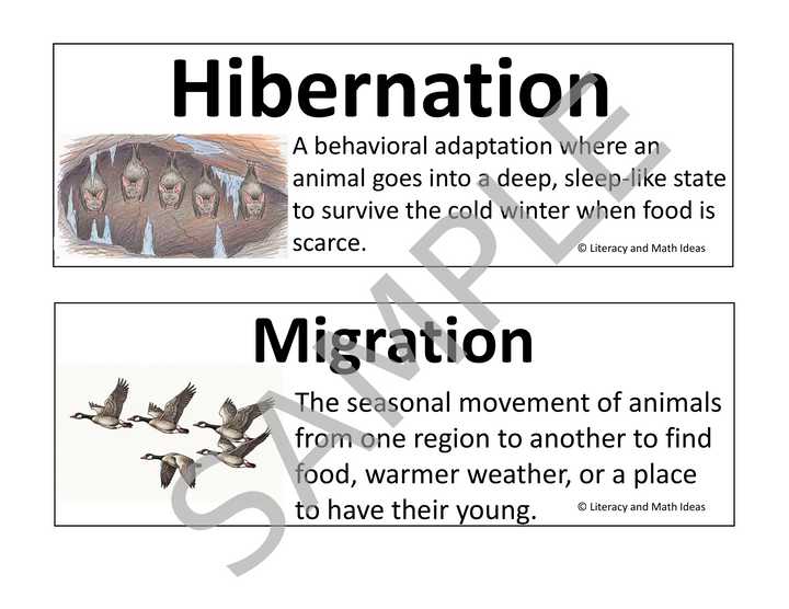Animal Life Cycle & Adaptations Vocabulary Cards for Grades 3-5