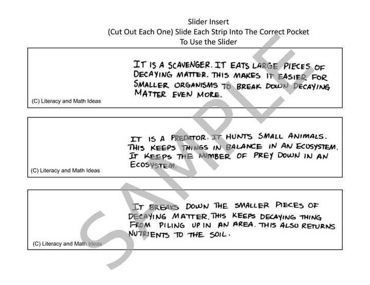 Food Chains and Food Webs Doodle Notes, Comprehension, and Slides